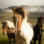 Beyond Better Horses: Embracing the AI Revolution in Talent Acquisition